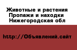 Животные и растения Пропажи и находки. Нижегородская обл.